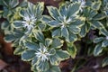 Japanese Pachysandra terminalis Variegata plants with flowers Royalty Free Stock Photo